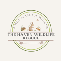 The Haven Wildlife Rescue